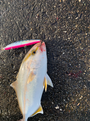 まさかの太刀魚とシオにツバスの3種釣り