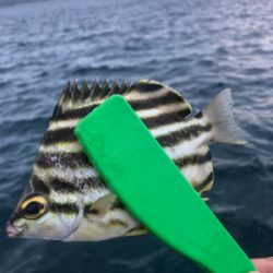 マアジはどこへ？