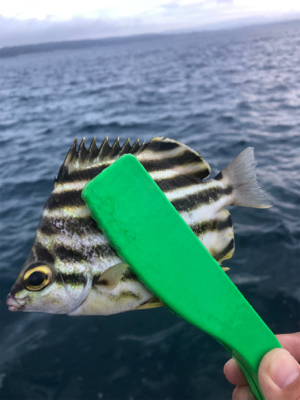 マアジはどこへ？