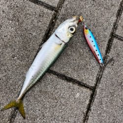 久々にショアジギ。無限に鯖。鯖。鯖。。。