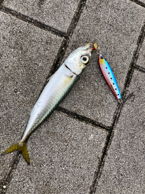 久々にショアジギ。無限に鯖。鯖。鯖。。。