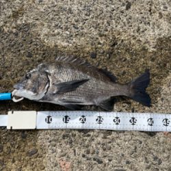 芳養でチヌ釣り