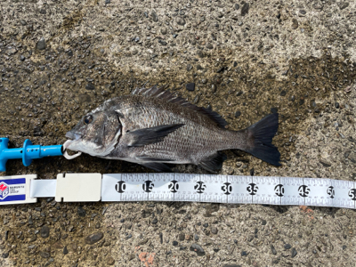 芳養でチヌ釣り