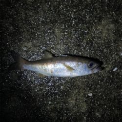 雨の中たくさん釣れた〜