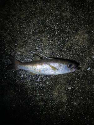 雨の中たくさん釣れた〜