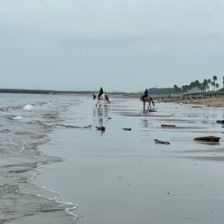 夏と言えばマゴチ