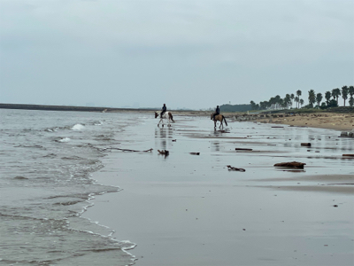 夏と言えばマゴチ