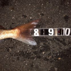 初ぶっ込み釣りでまさかの大物！