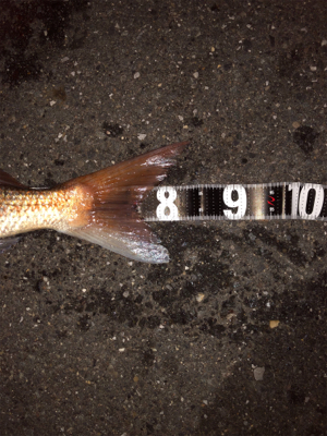 初ぶっ込み釣りでまさかの大物！