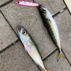 湾奥コスモは今朝も小鯖。小鯖。たまーに中鯖。