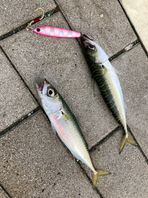 湾奥コスモは今朝も小鯖。小鯖。たまーに中鯖。