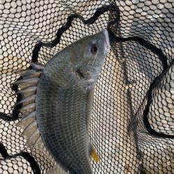 チニング チニング 難しいなー