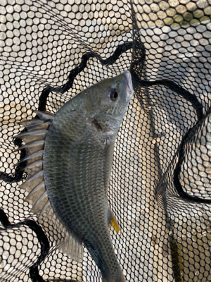 チニング チニング 難しいなー