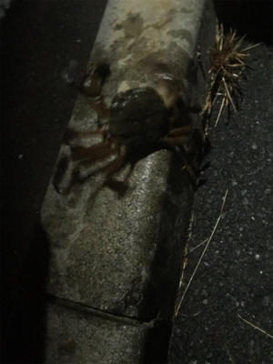 ようやくランカーサイズ