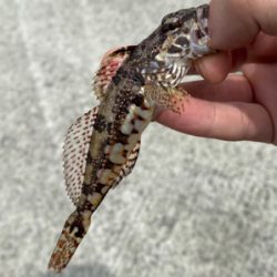 餌釣りでまさかの魚！