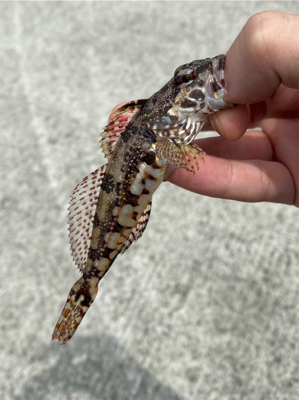 餌釣りでまさかの魚！