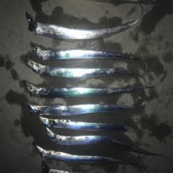 タチウオ始まってました。