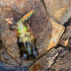 アオリイカ釣査