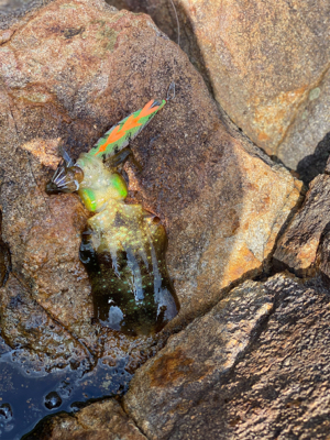 アオリイカ釣査