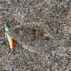 灼熱のマゴチ祭り