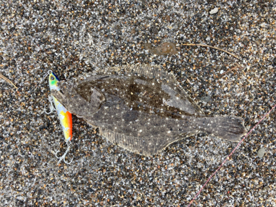 灼熱のマゴチ祭り