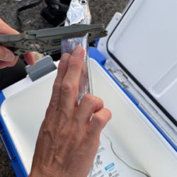 朝まづめのタチウオ釣り