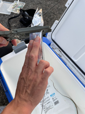 朝まづめのタチウオ釣り