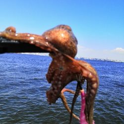 シーズン終盤でタコ5