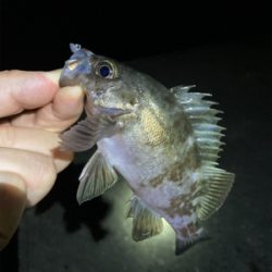 メバルが釣れました