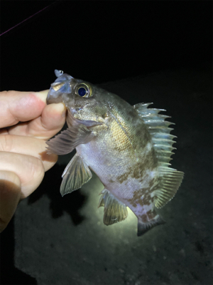 メバルが釣れました