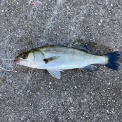 昼からショアジギング