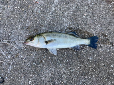 昼からショアジギング