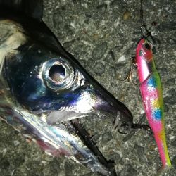 タチウオ乱舞な夜。