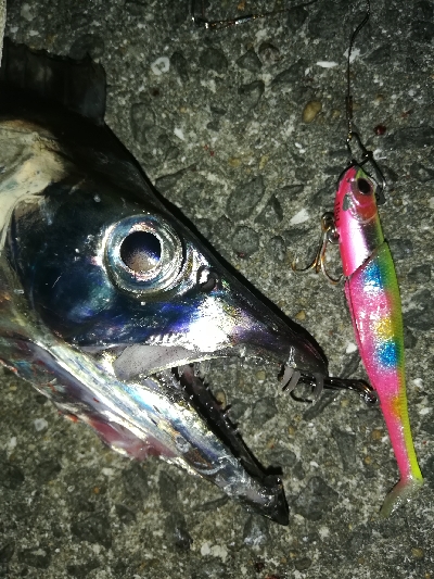 タチウオ乱舞な夜。