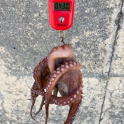 蛸はやっぱり居なくもない感じ。2杯。。