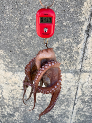 蛸はやっぱり居なくもない感じ。2杯。。