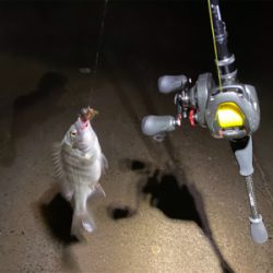 最河口でハマチが乱舞