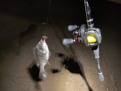 最河口でハマチが乱舞