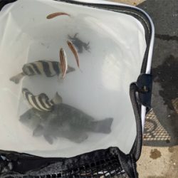 単身赴任後初釣り