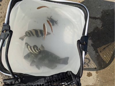 単身赴任後初釣り