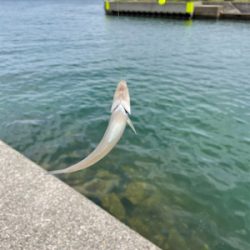 ちょい投げキス釣り