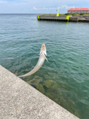 ちょい投げキス釣り