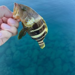 エギングとライトロック