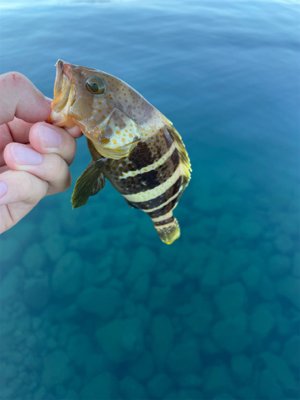 エギングとライトロック