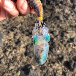 佐渡ヶ島 ハタゲーム&アオリ新子調査