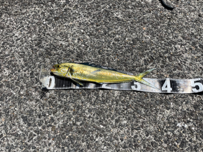 ショアジギング