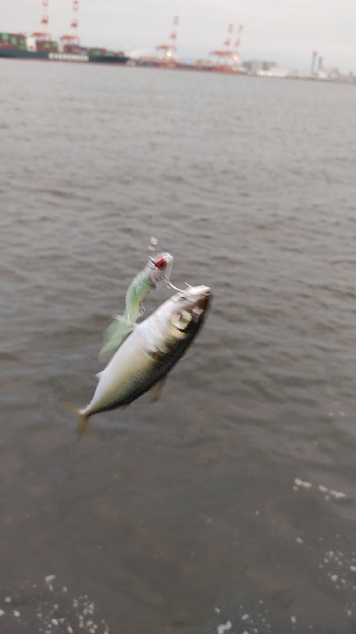 タコも終わり？？