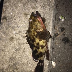 久しぶりのガシラ