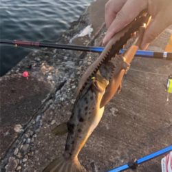 今日ボイルで挑戦