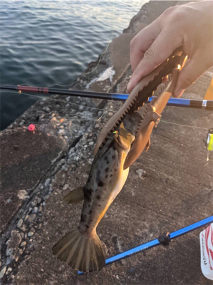 今日ボイルで挑戦